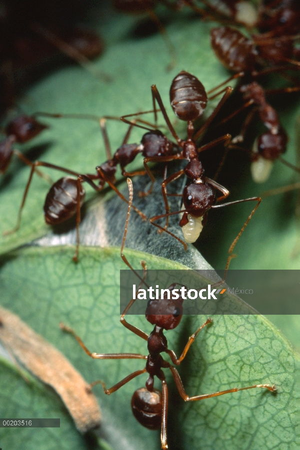 Trabajadores de hormiga tejedora (Oecophylla longinoda) utilizando seda de las larvas a tejer nidifi