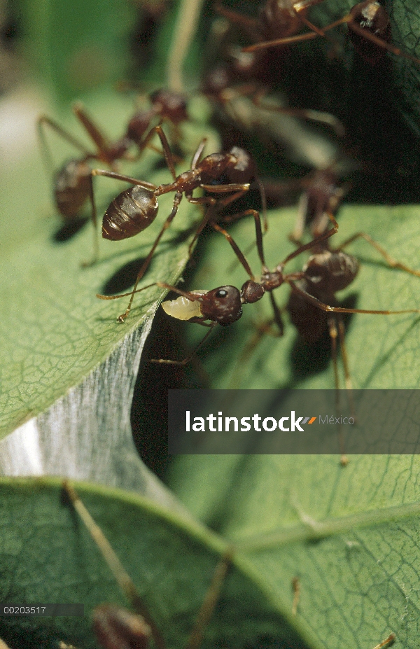 Trabajadores de hormiga tejedora (Oecophylla longinoda) utilizando seda de las larvas a tejer nidifi