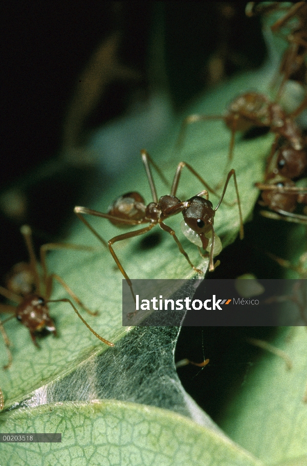 Los trabajadores de la hormiga tejedora (Oecophylla longinoda) utilizando seda de las larvas a tejer