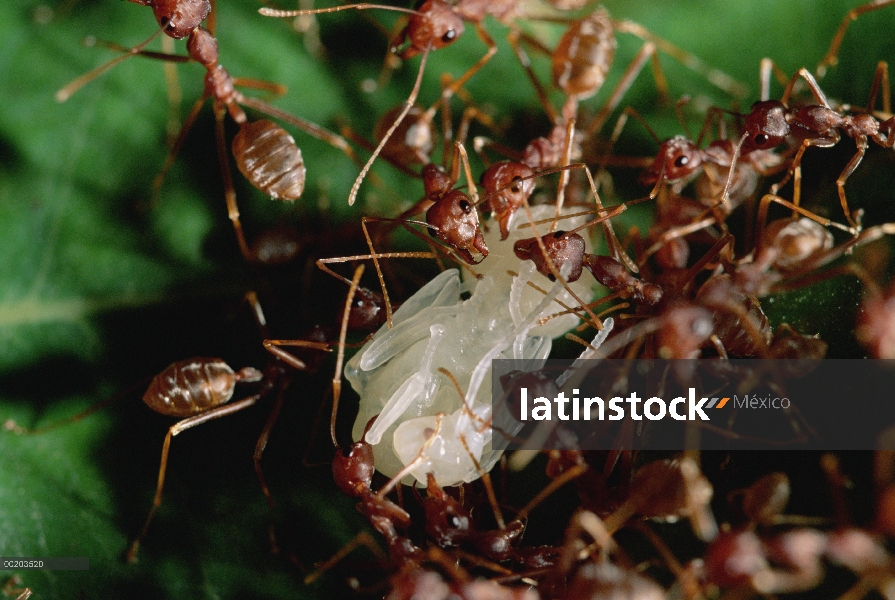 Trabajadores de la hormiga tejedora (Oecophylla longinoda) preparando a reina nido tejido, reserva f