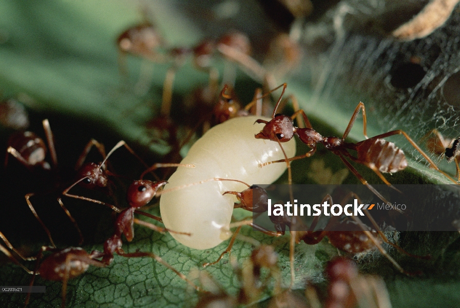 Trabajadores de la hormiga tejedora (Oecophylla longinoda) con larva, reserva forestal costera de Ma