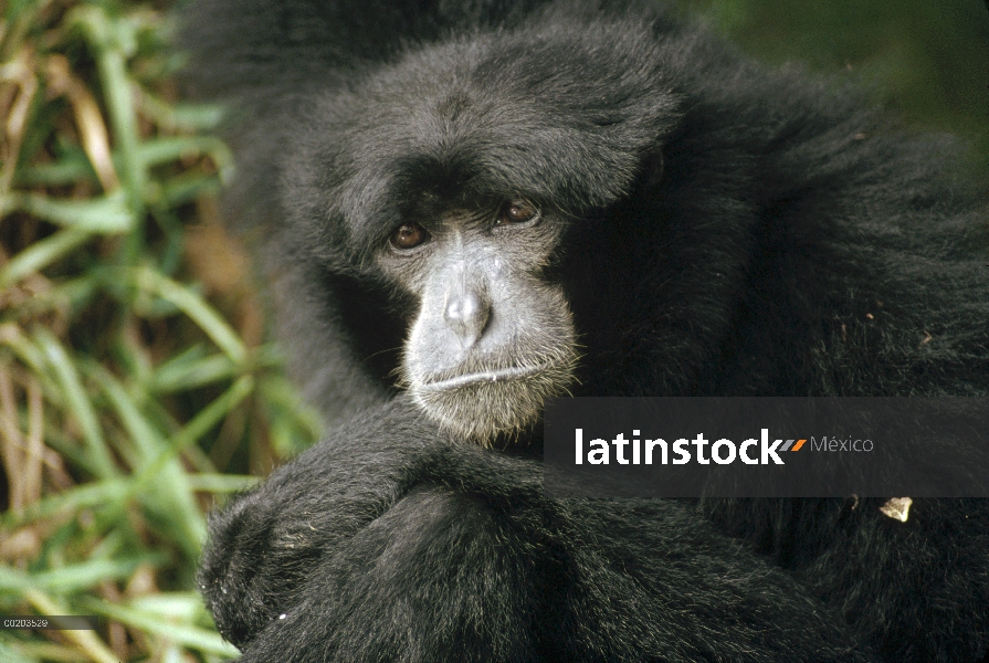 Siamang (Hylobates Hylobates) retrato, Woodland Park Zoo, Seattle, Washington