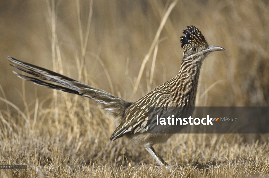 Mayor Correcaminos (Geococcyx californianus), Bosque del Apache National Wildlife refugio, Nuevo Méx