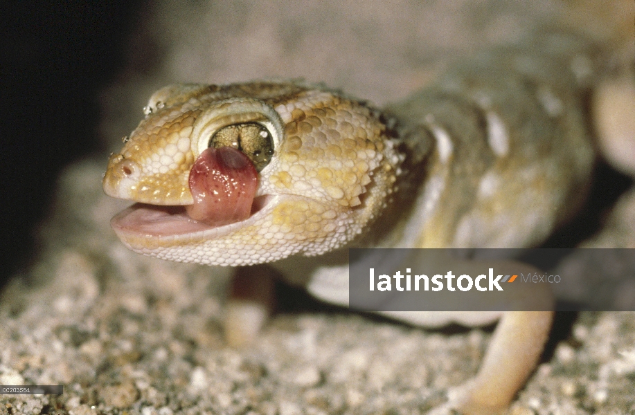 Gecko ladrador común (garrulus Ptenopus) lamiendo su ojo, desierto del Kalahari, Botswana