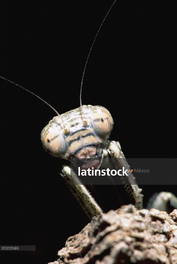 Retrato de Mantis religiosa (Amorphoscelidae) corteza crípticos, Ndumo Game Reserve, Sudáfrica