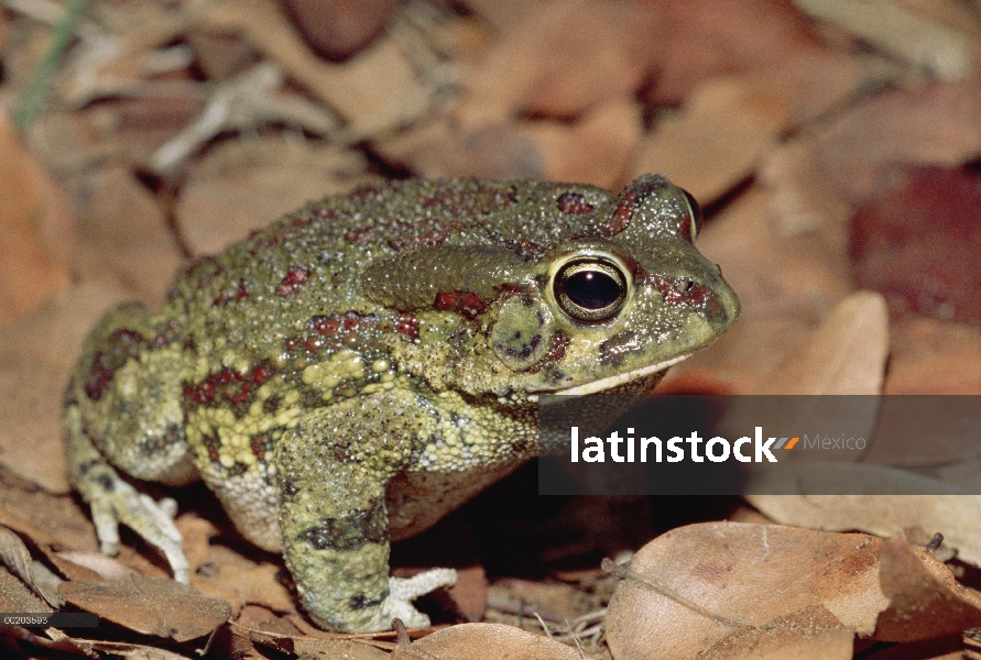 Trémolo arena rana (cryptotis Tomopterna) entre hojas en el piso de la selva, zona de Matetsi safari