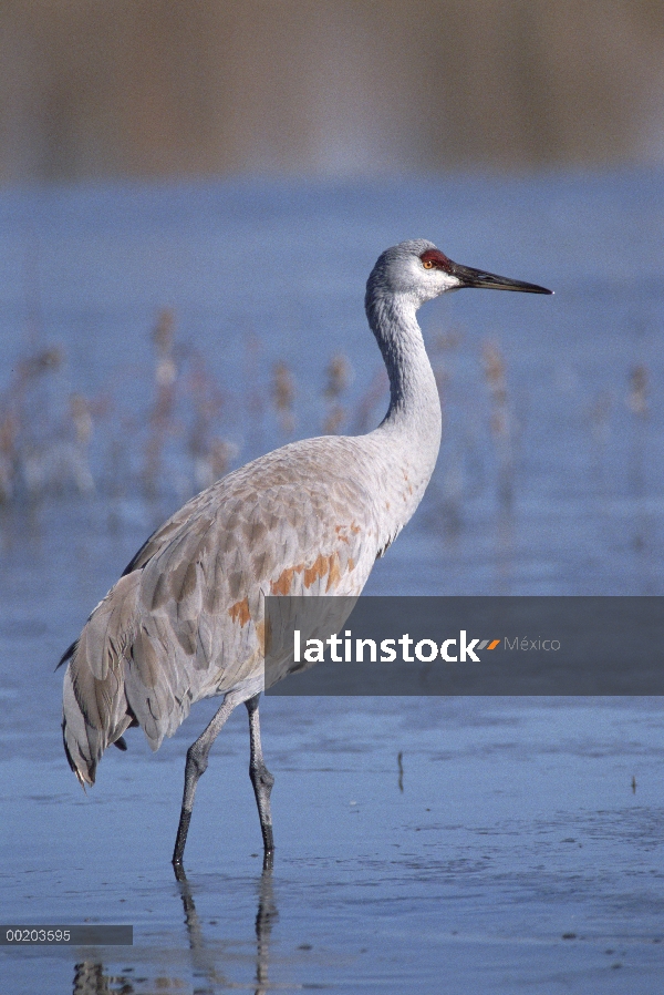 Sandhill Crane (Grus canadensis) vadear aguas poco profundas, Bosque del Apache National Wildlife re