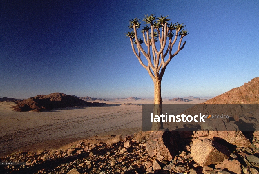 Temblar el árbol (Aloe dichotoma) al amanecer, Parque Nacional Namib-Naukluft, Namibia