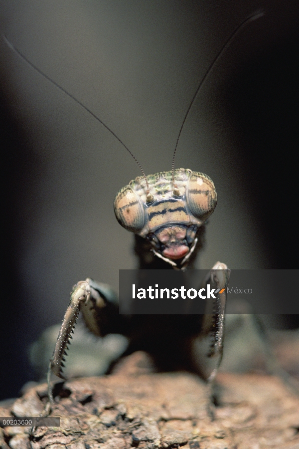 Retrato de Mantis religiosa (Amorphoscelidae) corteza crípticos, Ndumo Game Reserve, Sudáfrica