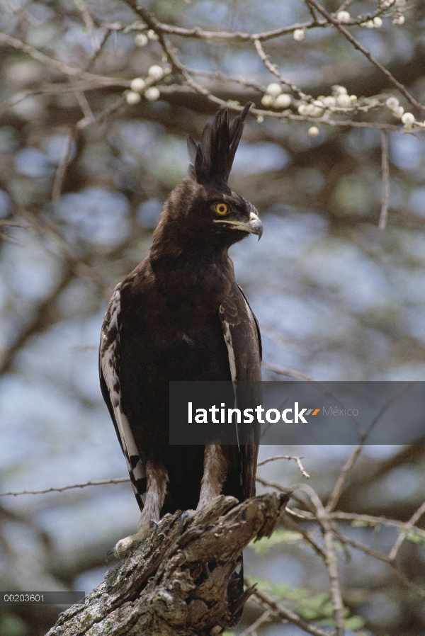 Águila de cresta larga (Lophaetus occipitalis) percha en el árbol de acacia espina silbaba (Acacia d