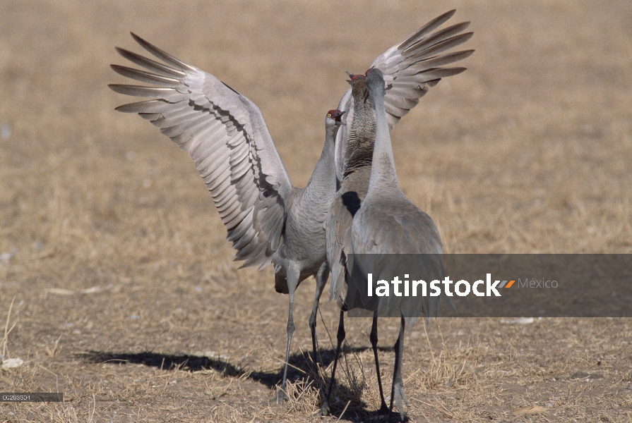 Trío de Sandhill Crane (Grus canadensis) en cortejar la danza, Bosque del Apache National Wildlife r