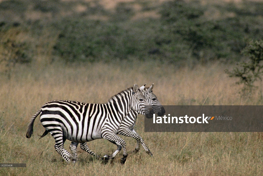 Cebra de Burchell (Equus burchellii) par correr, Reserva Nacional de Masai Mara, Kenia