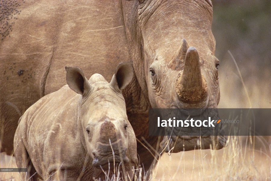 Rinoceronte blanco (simum de Ceratotherium) madre y el becerro, Lewa Wildlife Conservancy, Kenia