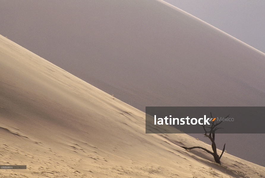 Camelthorn (Alhagi maurorum) en dunas de arena de velo muerto cerca de Sossusvlei, Parque Nacional N