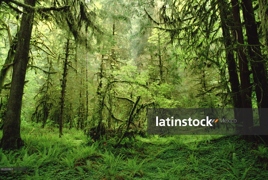 Bosque húmedo templado, el valle del río Hoh, Bosque Nacional Olympic, Washington