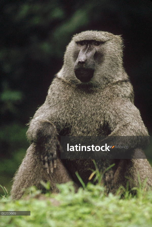 Retrato de Olive Baboon (Papio anubis), la África del este