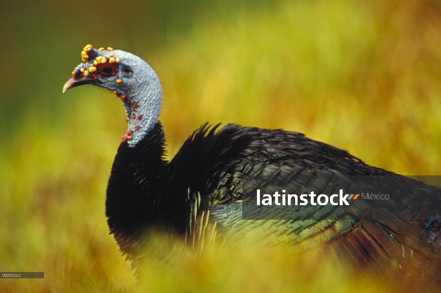 Ocelado retrato de pavo (Meleagris ocellata), vista lateral, nativa de México a Centroamérica