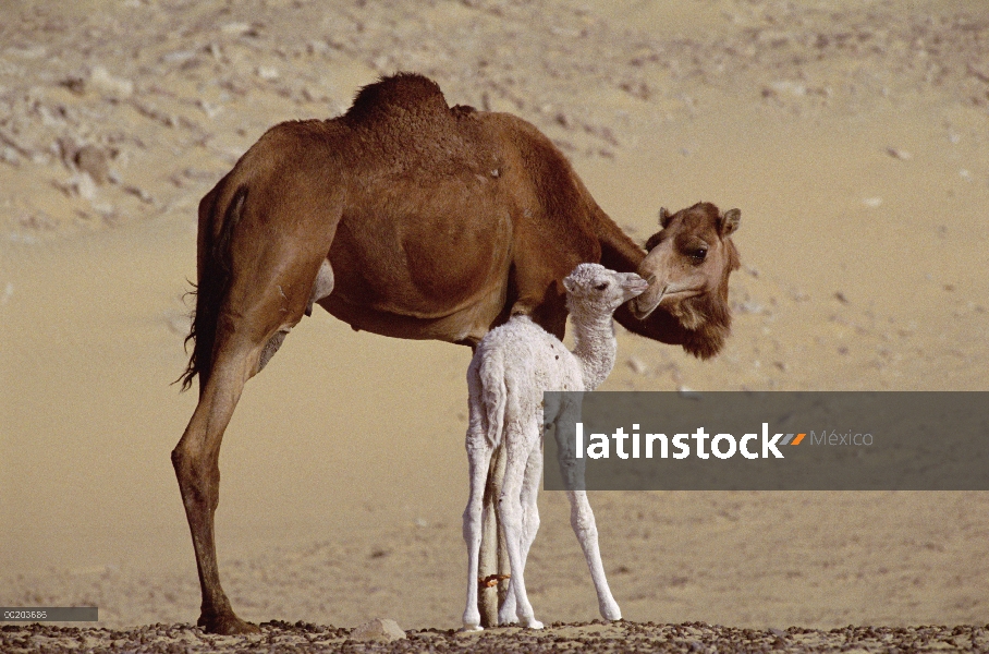 Madre de dromedario (Camelus dromedarius) camello con dos día de edad bebé, Dakhia Oasis, Sahara, Eg