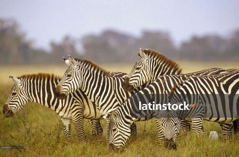 Cebra de Burchell (Equus burchellii) manada pastando, Parque Nacional de Amboseli, Kenia