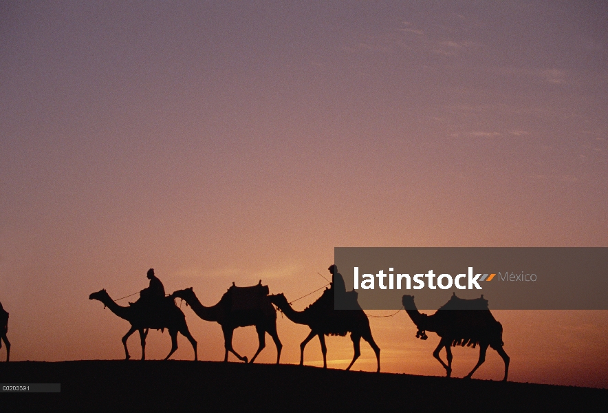 Los egipcios modernos del montar a caballo domesticaron camellos en el desierto cerca de las pirámid