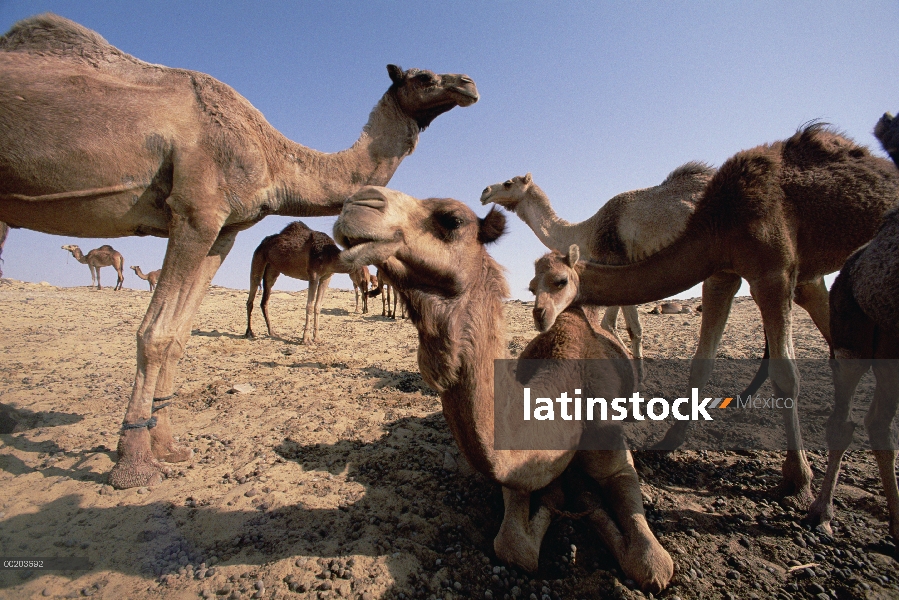 Dromedario (Camelus dromedarius) camello, Dakhia Oasis, Sahara, Egipto