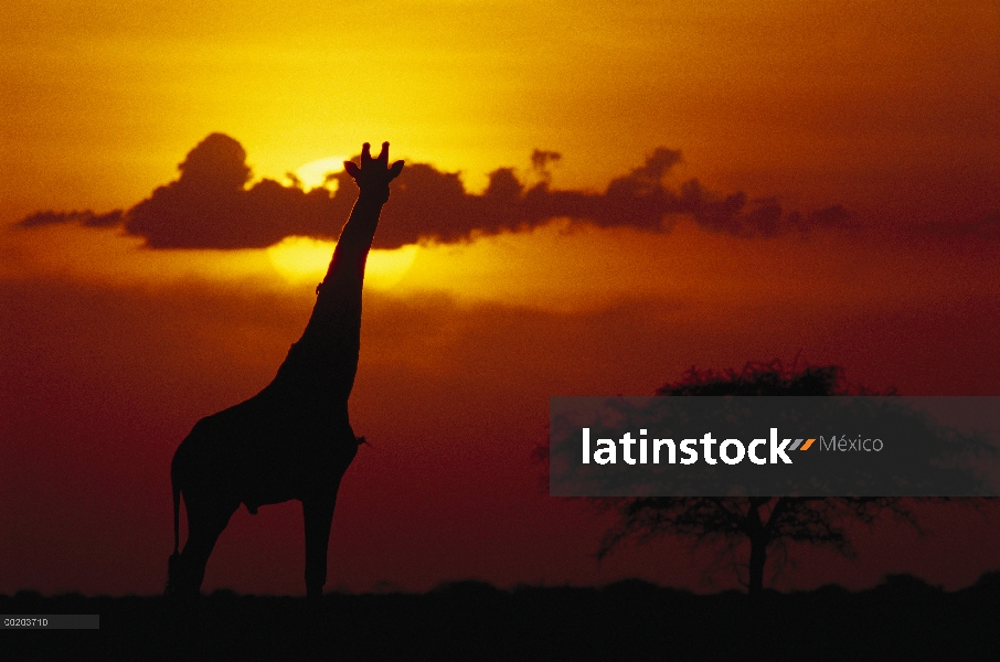 Masai jirafa (Giraffa tippelskirchi) recorta al amanecer, Parque Nacional del Serengeti, Tanzania