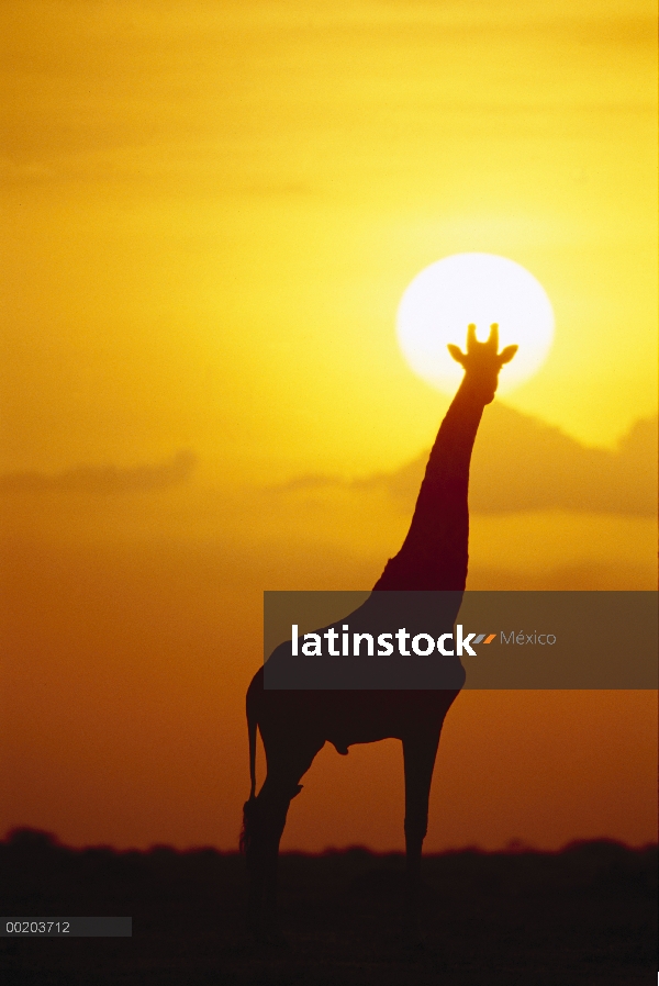 Masai jirafa (Giraffa tippelskirchi) recorta al amanecer, Parque Nacional del Serengeti, Tanzania