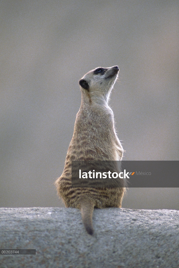 Suricata (Suricata suricatta) tomando el sol en una roca, árido sur de África