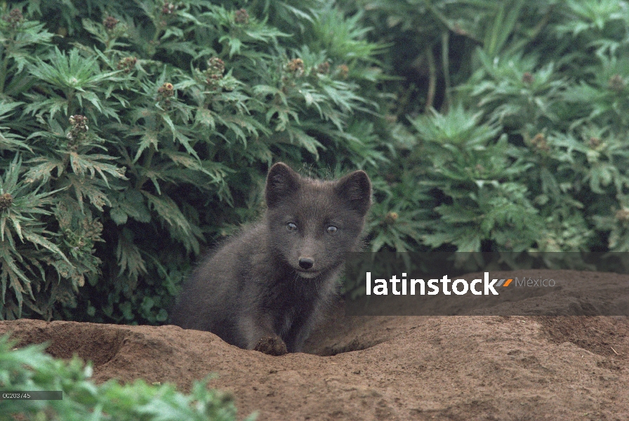 Cachorro de zorro ártico (Alopex lagopus) en la entrada de la madriguera, América del norte