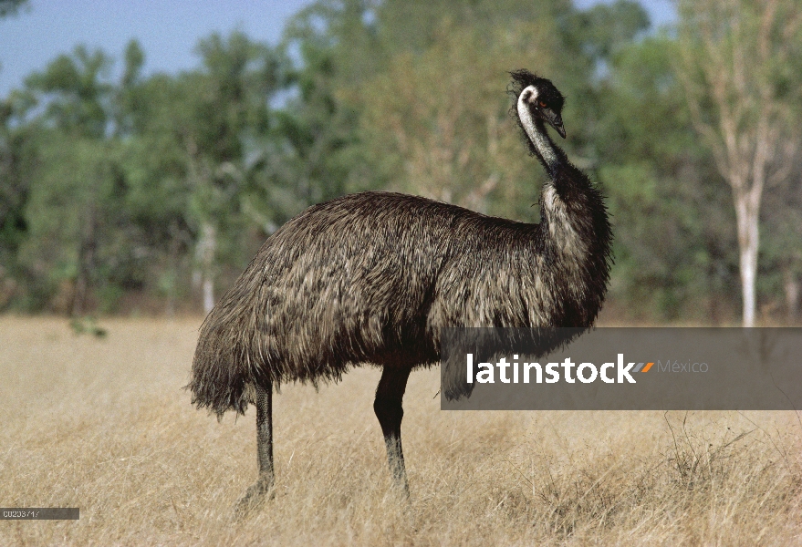 Emú (Dromaius novaehollandiae) caminando por la hierba seca, Australia