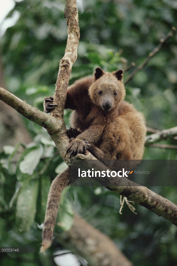 Bosque de montaña de Doria canguro arborícola (dorianus de Dendrolagus), Papua Nueva Guinea