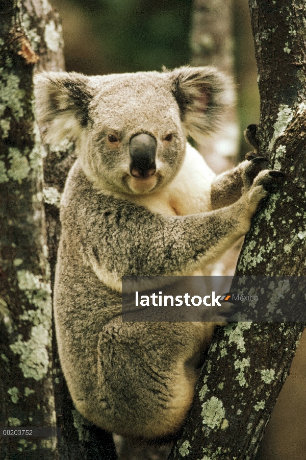 Koala (cinereus de Phascolarctos) en árbol, Australia templada oriental