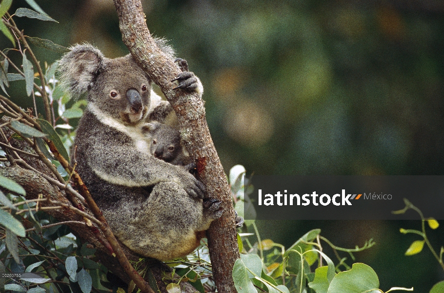 La madre Koala (cinereus de Phascolarctos) y joey tres meses en el árbol, Australia