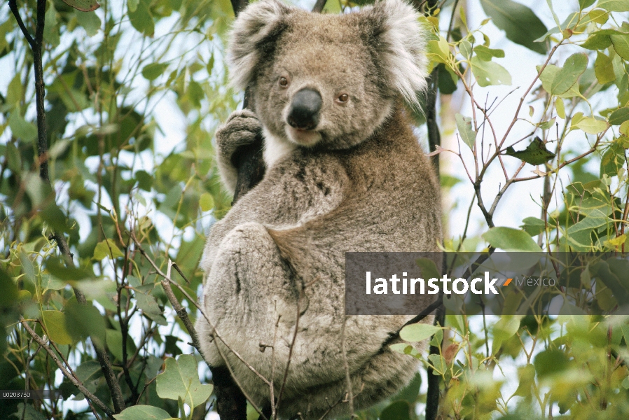 Retrato de Koala (cinereus de Phascolarctos) en árbol de eucalipto, del este bosques Australia