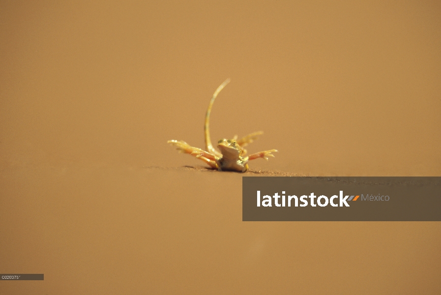 Desierto lagarto de Anchieta (Meroles anchietae) levantamiento de pies para aliviar el calor, Parque