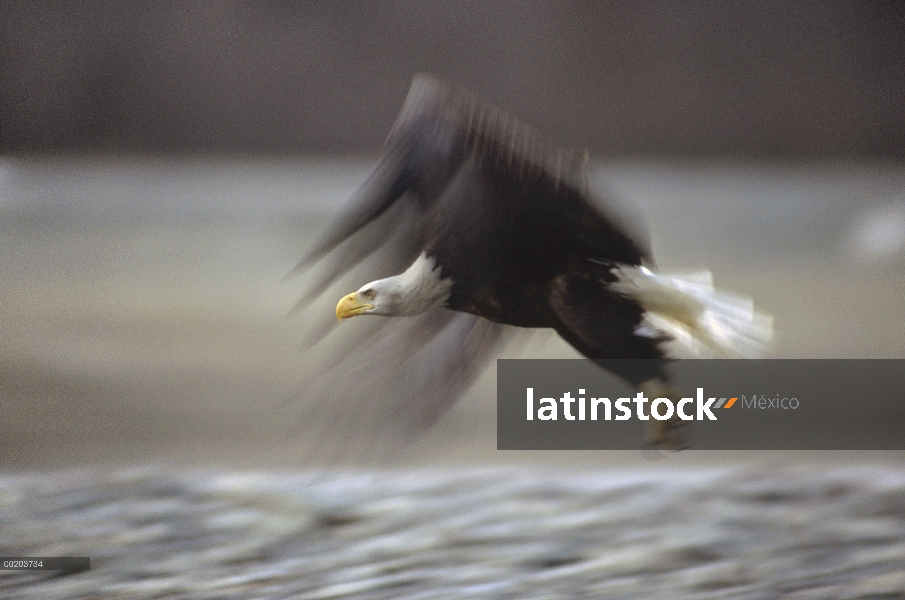 Águila calva (Haliaeetus leucocephalus), vuelo, Alaska