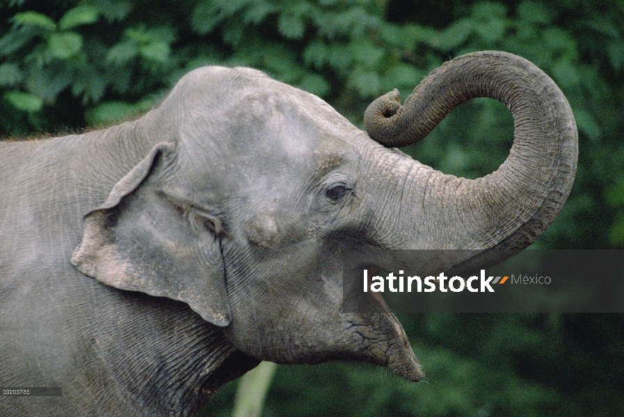 Perfil de elefante asiático (Elephas maximus), India