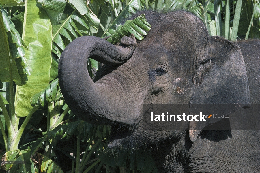 Tronco que se encrespa de elefante asiático (Elephas maximus), India