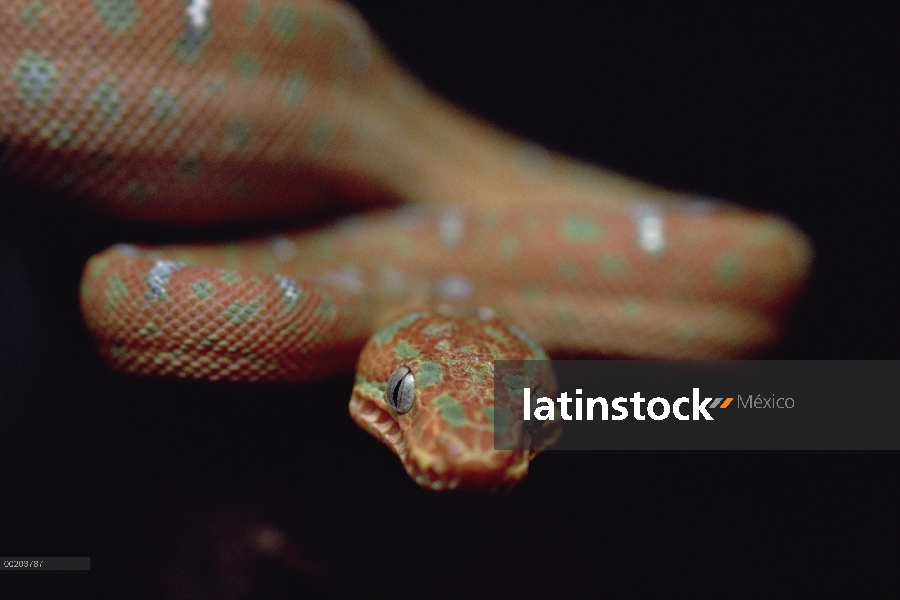 Esmeralda juvenil de la Boa de árbol (Corallus caninus), Cuenca del Amazonas