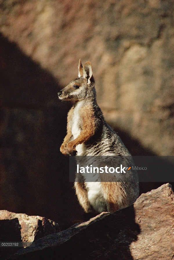 Wallaby amarillo-footed de la roca (Petrogale xanthopus), gamas de Flinders, Australia del sur