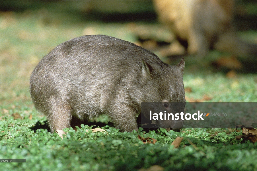 Común vista de Wombat (Vombatus ursinus), comer vegetación, Australia del sudeste