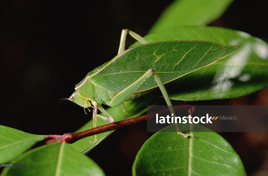 Verde hoja-mimic Katydid (Steirodon robertsorum) en el tallo, camuflado entre las hojas, Costa Rica