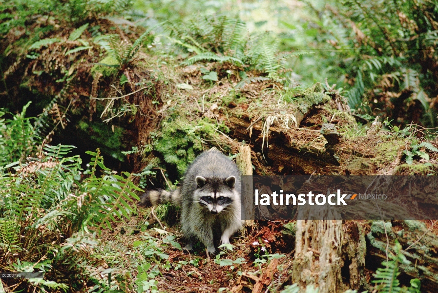 Mapache (Procyon lotor) en el bosque húmedo templado, central y América del norte