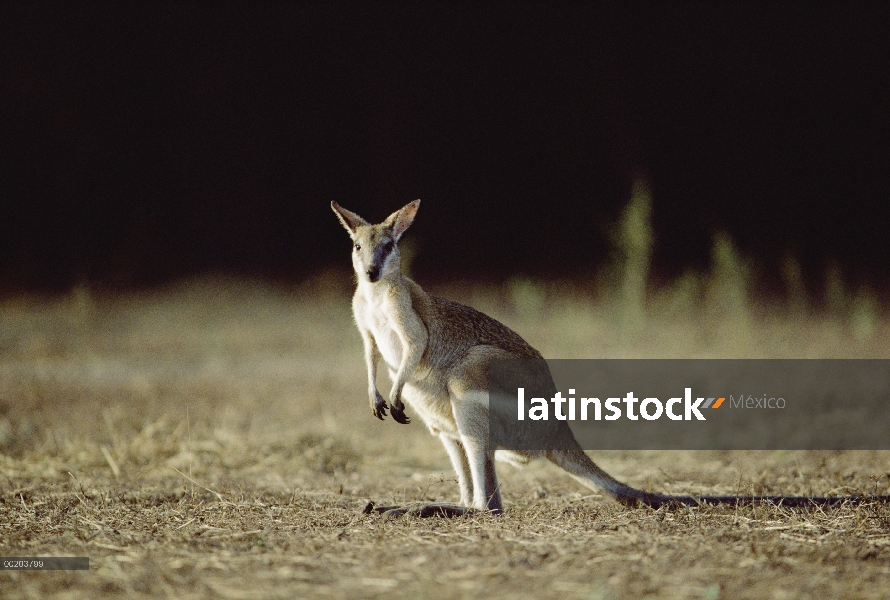 Wallaby ágil (agilis de Macropus), territorio norteño, Australia