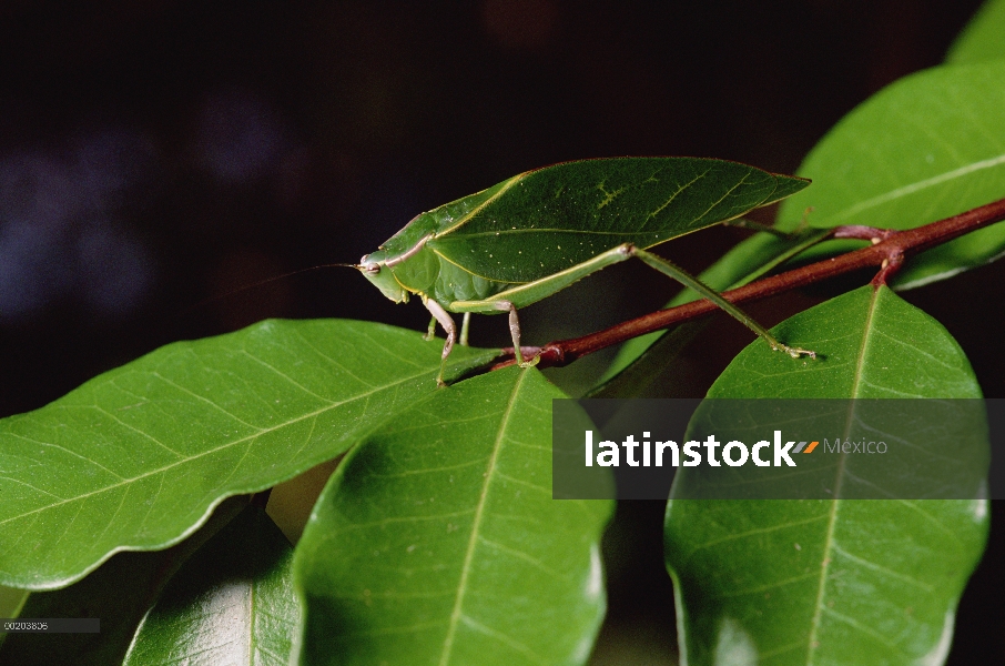 Hoja-mimic Katydid (Aegimia elongata) en el tallo, camuflado entre las hojas, Costa Rica