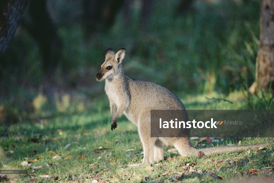 Retrato de Wallaby (Macropus parryi) BATONAS, suroriental Australia