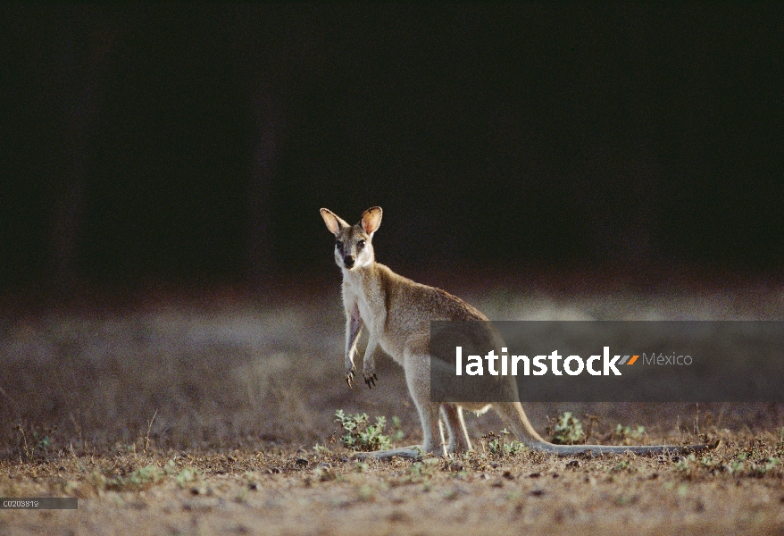 Wallaby ágil (agilis de Macropus), territorio norteño, Australia