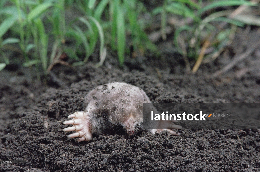 Este Topo (Scalopus aquaticus), América del norte