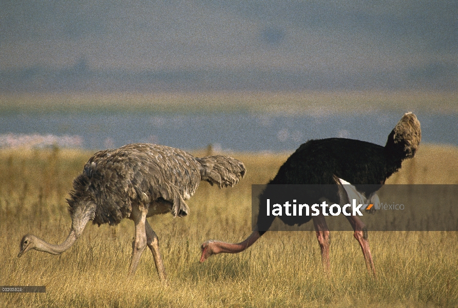 Avestruz (Struthio camelus) macho y hembra alimentándose en un pastizal, la África del este