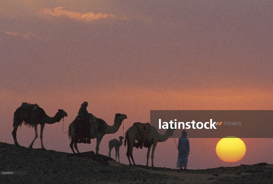 Trío de dromedario (Camelus dromedarius) con beduinos en puesta de sol, Oasis de Dakhia, gran mar de